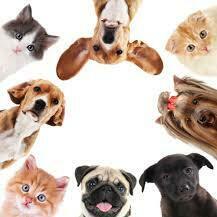 Fundraising Page: Pet All The Dogs